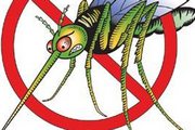 immagine di una zanzara all'interno di un segnale di divieto