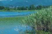 immagine del lago di Alserio con piante acquatiche