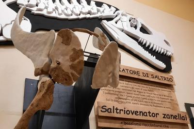 Ricostruzione dinosauro saltriovenator zanellai