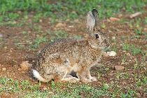 Immagine di un coniglio selvatico