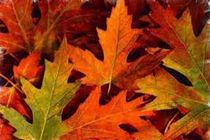 foglie con colori autunnali