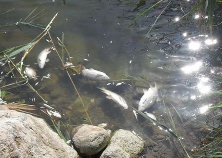pesci morti galleggianti sulla superficie dell'acqua