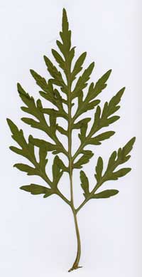 Ambrosia artemisiifolia - particolare foglia