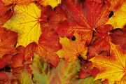 stralcio della locandina  con foglie dai colori autunnali