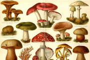 immagine di funghi di varie specie
