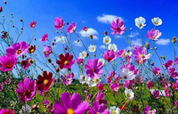 fiori colorati in un campo