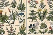 immagine di stampa antica con diverse varietà di erbe