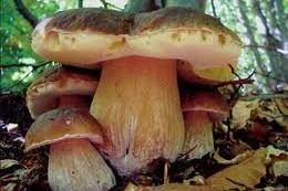 immagine di funghi