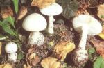 immagine di funghi